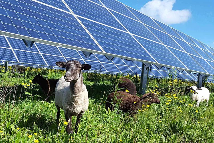 Agrivoltaico come funziona